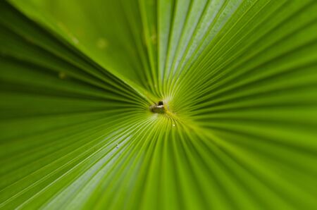 abstract green stripes from tropical palm leaf texture background. selective focus shot and shallow depth of fieldの写真素材