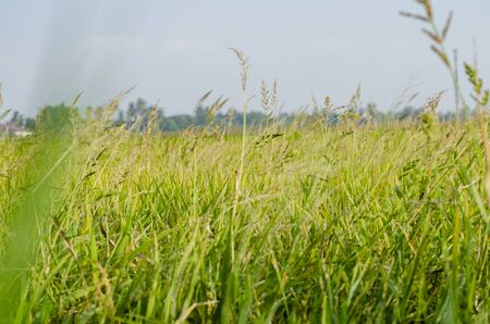 closeup shot green wild grass grew under bright sunny day and shallow depth of field backgroundの写真素材