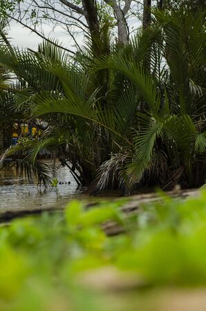 Beautiful rural scenery near the riverbank, selective focus shotの写真素材