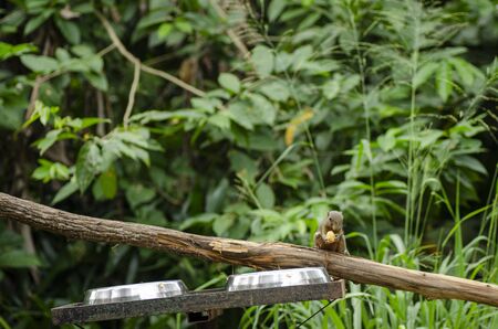 tricoloured squirrel (Callosciurus notatus) perched on tree over shallow depth of field backgroundの写真素材