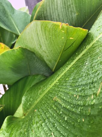 wet green tropical leaf with stripes and texture for background or wallpaper. selective focus and shallow depth of fieldの写真素材