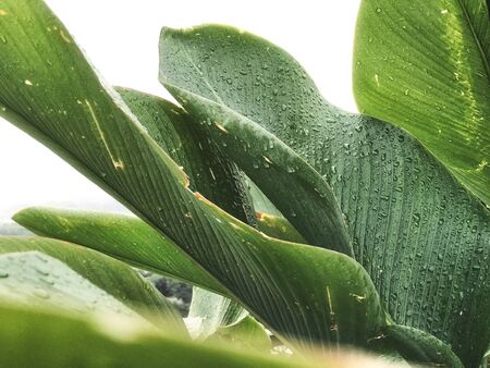 wet green tropical leaf with stripes and texture for background or wallpaper. selective focus and shallow depth of fieldの写真素材
