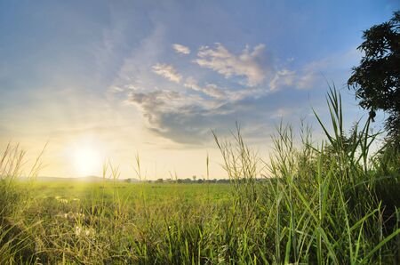 beautiful landscape view in traditional paddy field over sunrise background. Soft focus due to long exposure.の写真素材