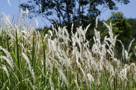 closeup image of white grass flower call Cogongrass (Imperata cylindrica) under bright sunの写真素材