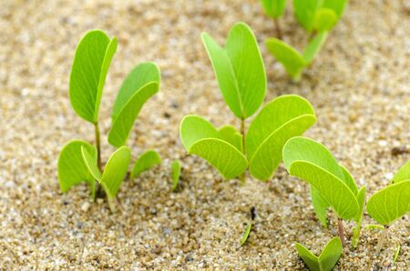 Green sprouts growing out from sand, symbolic to new life or eco concept over shallow depth of field backgroundの写真素材