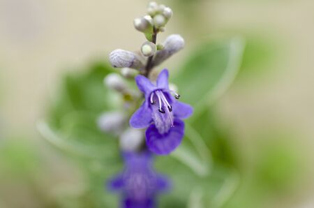 soft focus macro shot of beautiful wild flowers with shallow depth of field