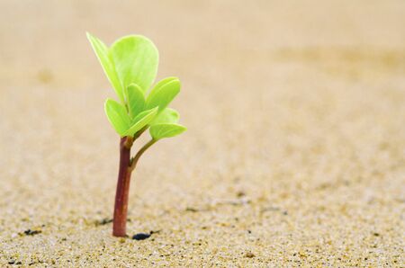 Green sprouts growing out from sand symbolic to business development or ecosystem concept. macro shot and selective focus shotの写真素材