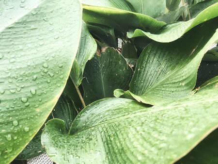 wet green tropical leaf with stripes and texture for background or wallpaper. selective focus and...