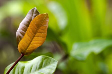 colored leaves growing symbolic to business development or ecosystem concept. selective focus shot and shallow depth of fieldの写真素材