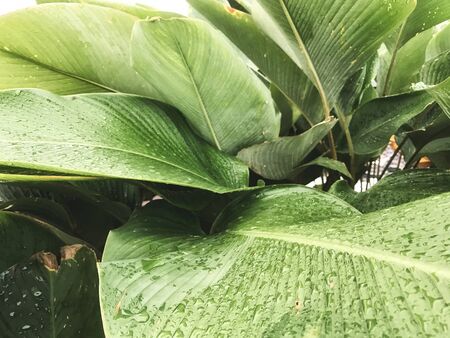wet green tropical leaf with stripes and texture for background or wallpaper. selective focus and...