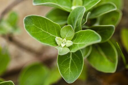 closeup shot green sprout grew on sandy beach. selective focus shot and shallow depth of fieldの写真素材