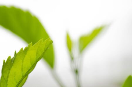 green young leaves growing symbolic to business development or ecosystem concept. shallow depth of field and selective focus shotの写真素材