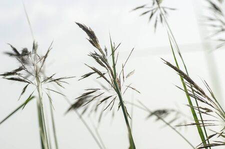 closeup shot green wild grass grew under bright sunny day and shallow depth of field backgroundの写真素材