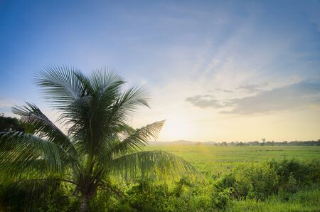 beautiful landscape view in traditional paddy field over sunrise background. Soft focus due to long exposure.の写真素材