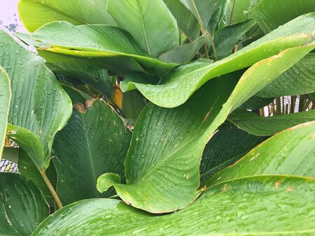 wet green tropical leaf with stripes and texture for background or wallpaper. selective focus and shallow depth of fieldの写真素材