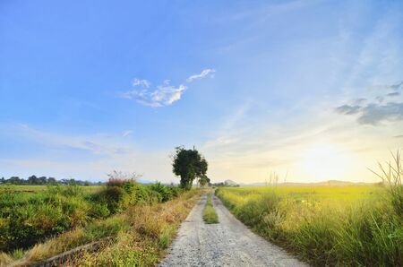 beautiful landscape view in traditional paddy field over sunrise background. Soft focus due to long exposure.の写真素材