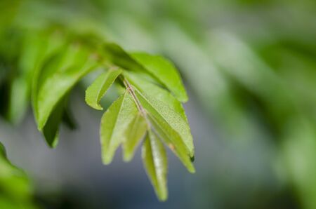 Close up shot, fresh curry leaves (Murraya koenigii or Bergera koenigii) in the plant garden.shallow depth of field backgroundの写真素材