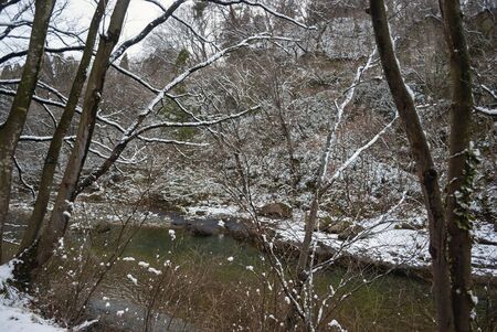 Snow-covered trees and walk path during winter season in Japanの写真素材