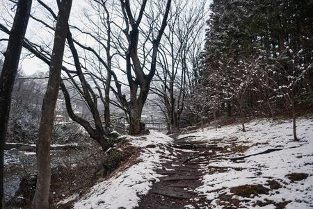 Snow-covered trees and walk path during winter season in Japanの写真素材