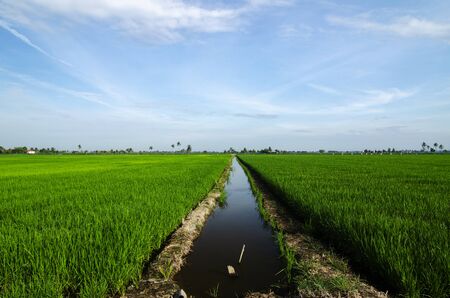Rural area view surrounding with beautiful landscape of green paddy rice fieldの写真素材