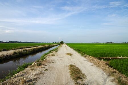 Rural area view surrounding with beautiful landscape of green paddy rice fieldの写真素材
