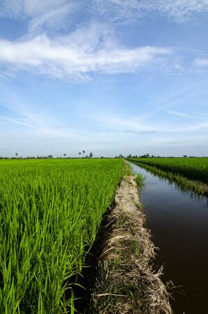 Rural area view surrounding with beautiful landscape of green paddy rice fieldの写真素材