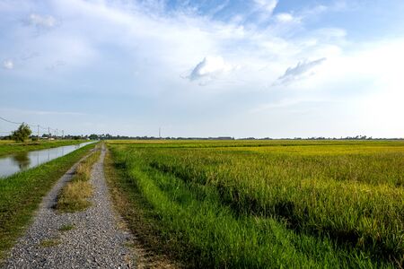 Rural area view surrounding with beautiful landscape of green paddy rice fieldの写真素材