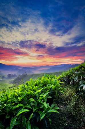 beautiful moment during sunrise at tea farm. dramatic clouds. yellow color on the sky.の写真素材