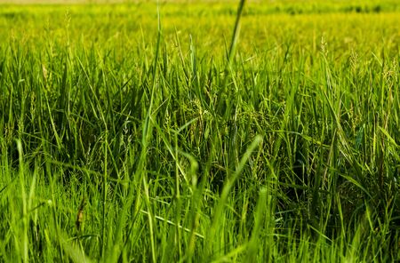 Rural area view surrounding with beautiful landscape of green paddy rice fieldの写真素材