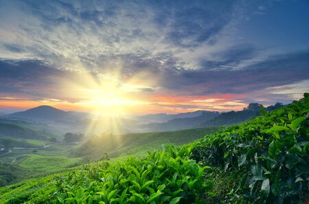 beautiful moment during sunrise at tea farm. dramatic clouds. yellow color on the sky.の写真素材
