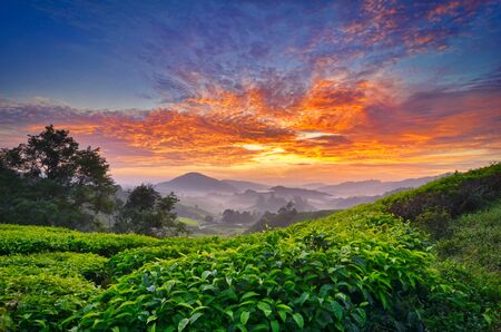 beautiful moment during sunrise at tea farm. dramatic clouds. yellow color on the sky.の写真素材