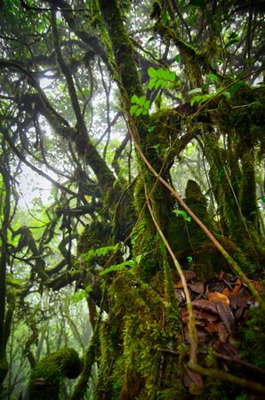 Beautiful nature, mossy forest at Cameron Highland, Malaysia.の写真素材