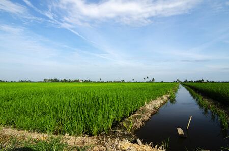 Rural area view surrounding with beautiful landscape of green paddy rice fieldの写真素材