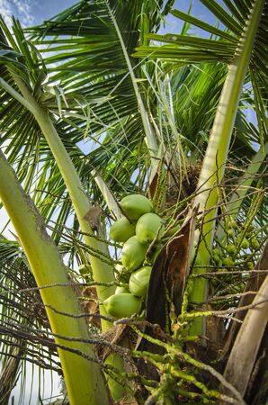 Close up tropical coconut tree under hot sunny dayの写真素材