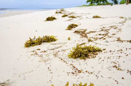 closeup image of yellow sea grass stranded on sandy beach. cloudy sky background