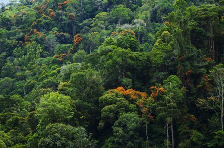 Lush green foliage in tropical rainforest at Cameron Highland, Malaysiaの写真素材