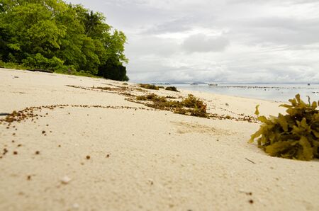 closeup image of yellow sea grass stranded on sandy beach. cloudy sky backgroundの写真素材