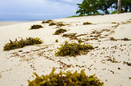 closeup image of yellow sea grass stranded on sandy beach. cloudy sky backgroundの写真素材