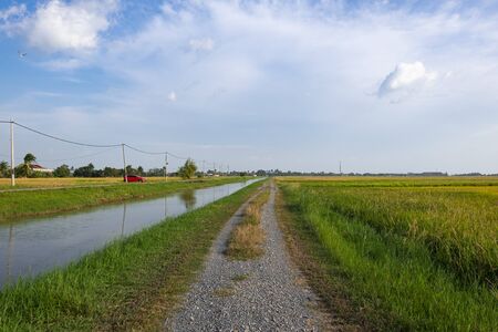 Rural area view surrounding with beautiful landscape of green paddy rice fieldの写真素材