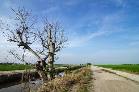 Rural area view surrounding with beautiful landscape of green paddy rice fieldの写真素材