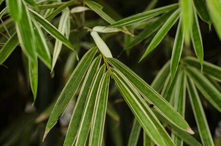 abstract green stripes from tropical leaf texture background. selective focus shot and shallow depth of fieldの写真素材