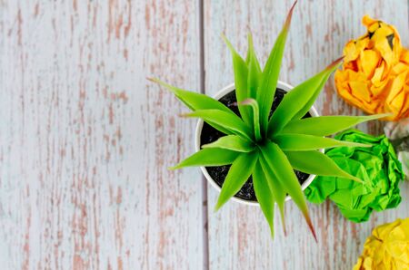 top view,green potted plant on wooden desk, copy space for text o leftの写真素材