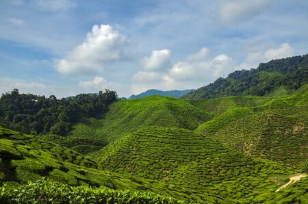 beautiful tea farm scenery under cloudy sky at Cameron Highland, Malaysiaの写真素材