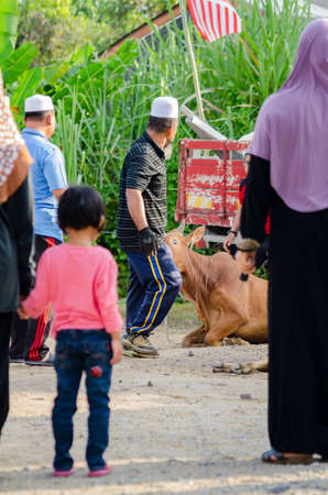 Kuala Terengganu, Malaysia - September 3, 2017: Group of Unidentified Muslim men slaughtered a cow to celebrate Eid Al-Adha Mubarak, the Festival of Sacrificeのeditorial素材