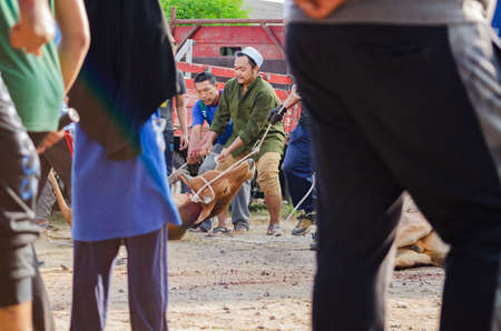 Kuala Terengganu, Malaysia - September 3, 2017: Group of Unidentified Muslim men slaughtered a cow to celebrate Eid Al-Adha Mubarak, the Festival of Sacrificeのeditorial素材