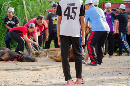 Kuala Terengganu, Malaysia - September 3, 2017: Group of Unidentified Muslim men slaughtered a cow to celebrate Eid Al-Adha Mubarak, the Festival of Sacrificeのeditorial素材