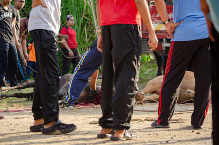 Kuala Terengganu, Malaysia - September 3, 2017: Group of Unidentified Muslim men slaughtered a cow to celebrate Eid Al-Adha Mubarak, the Festival of Sacrificeのeditorial素材
