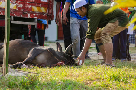 Kuala Terengganu, Malaysia - September 3, 2017: Group of Unidentified Muslim men slaughtered a cow to celebrate Eid Al-Adha Mubarak, the Festival of Sacrificeのeditorial素材