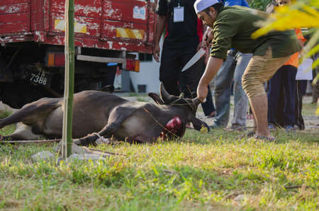 Kuala Terengganu, Malaysia - September 3, 2017: Group of Unidentified Muslim men slaughtered a cow to celebrate Eid Al-Adha Mubarak, the Festival of Sacrificeのeditorial素材