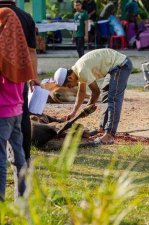 Kuala Terengganu, Malaysia - September 3, 2017: Group of Malaysian Muslims community butchering cow's meat during Eid Al-Adha Mubarak celebration, the Festival of Sacrifice to remember the story of Prophet Abraham and his son, Ismaelのeditorial素材